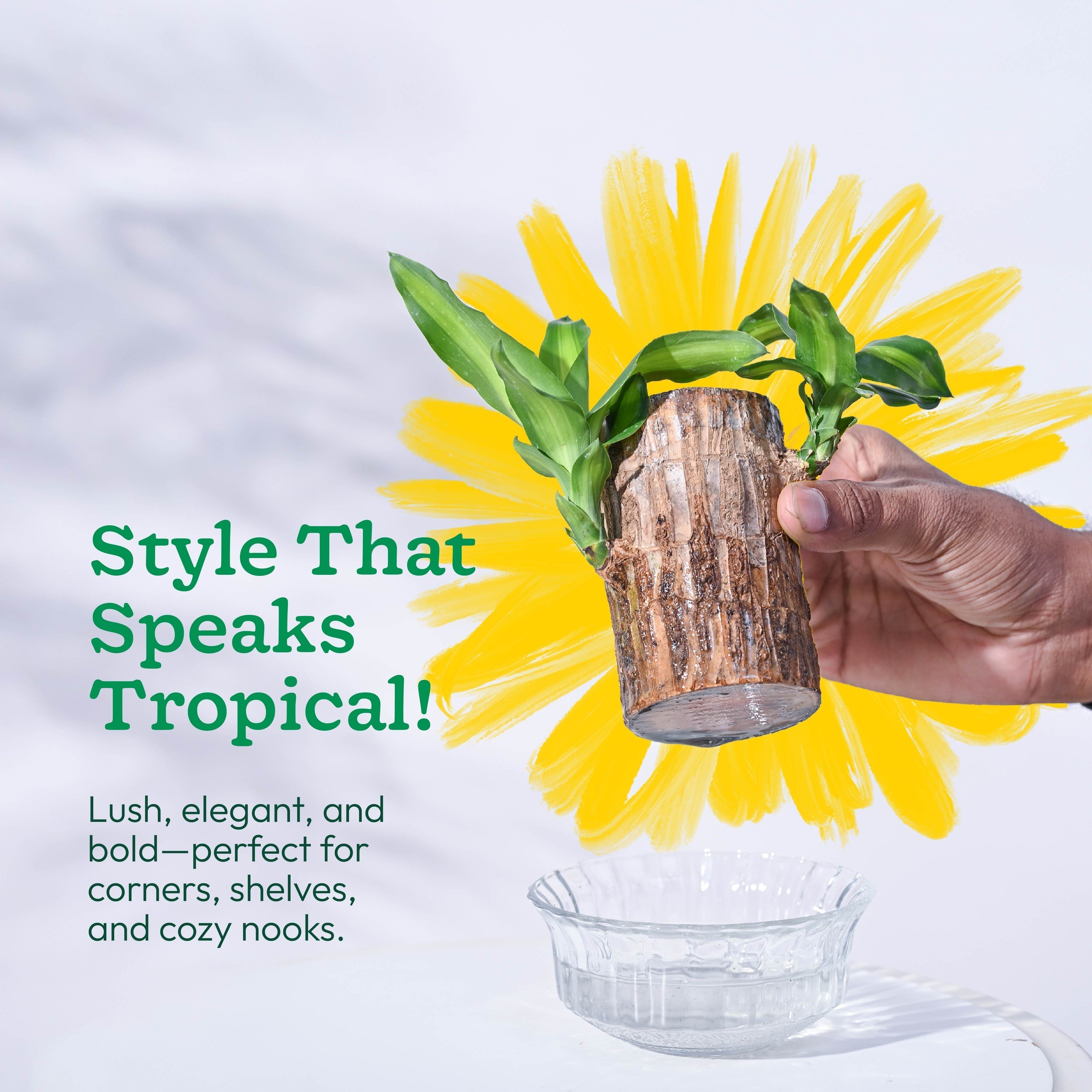 Brazilian Lucky Wood Plant( Buy 1 Get 1 FREE)