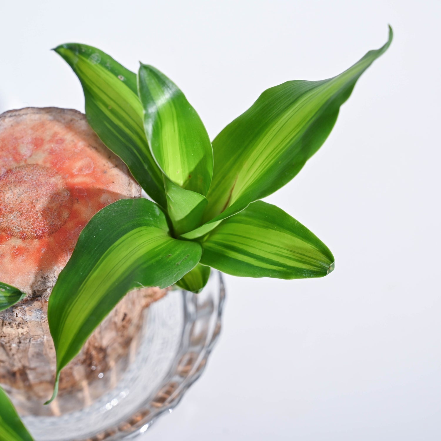 Brazilian Lucky Wood Plant( Buy 1 Get 1 FREE)