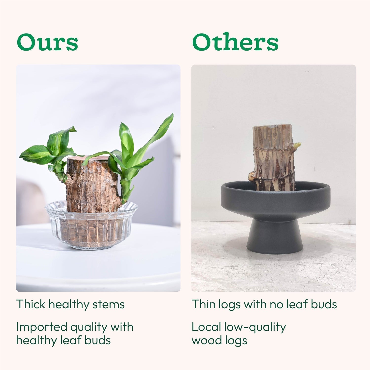 Brazilian Lucky Wood Plant( Buy 1 Get 1 FREE)