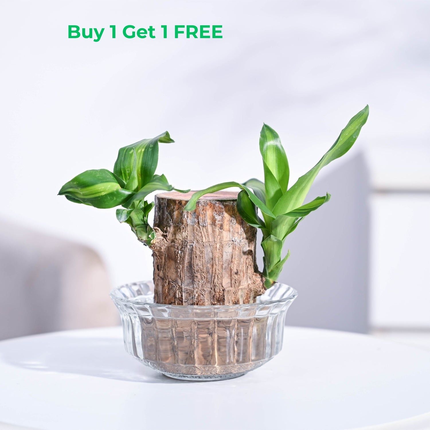 Brazilian Lucky Wood Plant( Buy 1 Get 1 FREE)